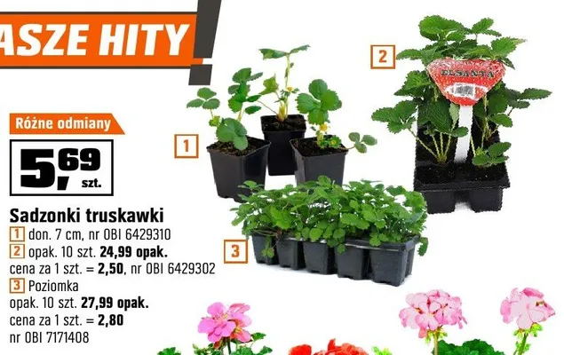 Sadzonki truskawki don. 7 cm OBI promocja w OBI