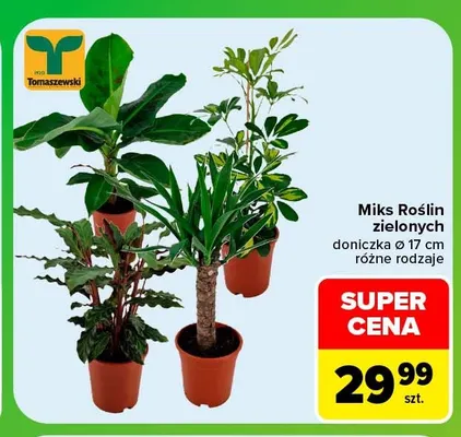 Miks roślin zielonych Tomaszewski promocja w Carrefour