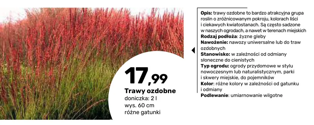 Trawa ozdobna promocja w Bricomarche