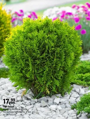 Tuja Danica wymiana naturalnie Kulista, nie wymaga formowania promocja w OBI