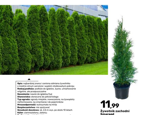 Żywotnik zachodni Smaragd doniczka 3 l promocja w Bricomarche