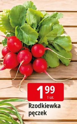 Rzodkiewka pęczek promocja w Leclerc