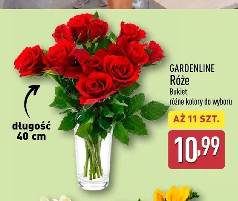 Bukiet róż Gardenline 11-pak promocja w Aldi