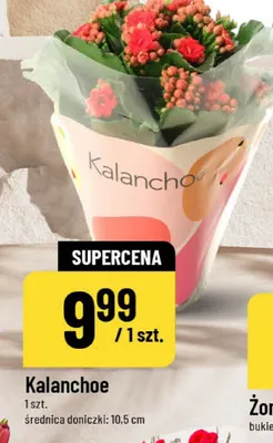 Kalanchoe promocja w POLOmarket