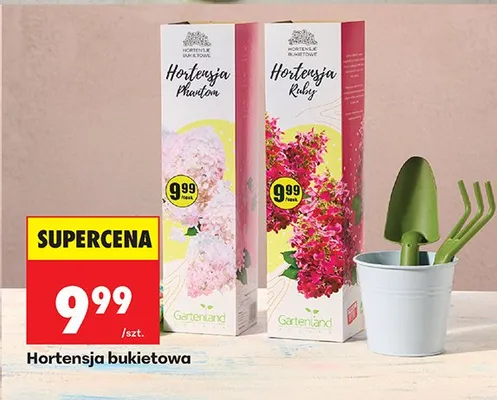 Hortensja Phantom bukietowa promocja w Biedronka