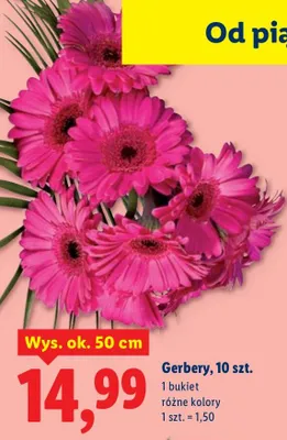 Gerbery różne kolory promocja w Lidl