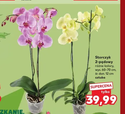 Storczyk 2-pędowy promocja w Kaufland