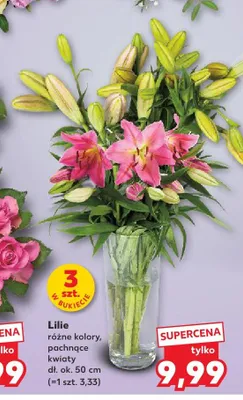 Lilie 3-pak promocja w Kaufland