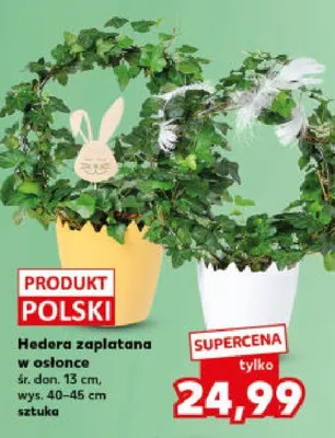 Hedera zaplatana w osłonce śr. don. 13 cm, wys. 40-45 cm promocja w Kaufland