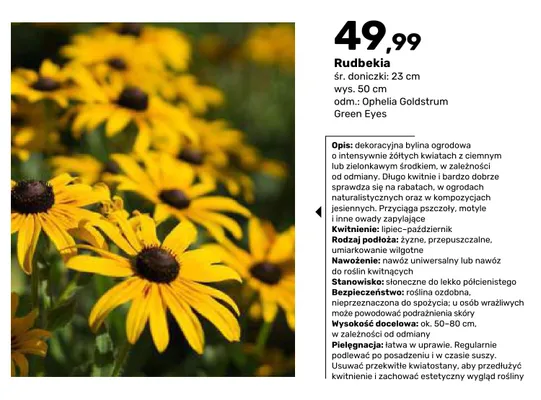 Rudbekia promocja w Bricomarche