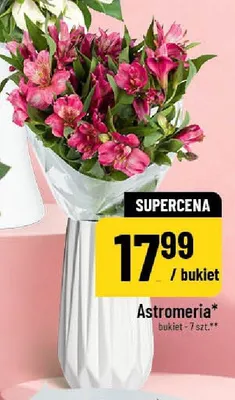 Astromeria promocja w POLOmarket