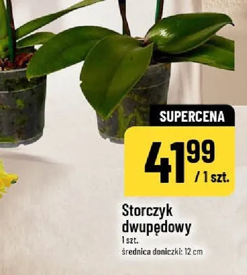Storczyk dwupędowy promocja w POLOmarket