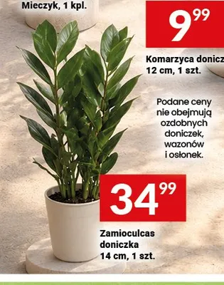 Zamioculcas doniczka 14 cm promocja w Twój Market