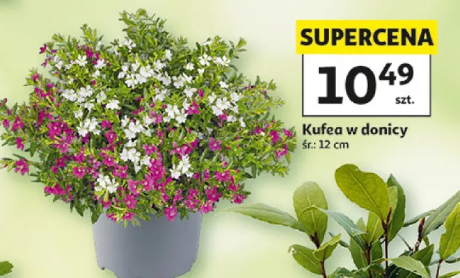 Kufea w donicy promocja w Auchan