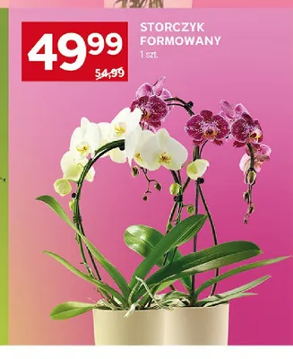 Storczyk formowany promocja w Stokrotka