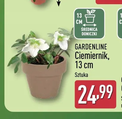 Ciemiernik 13 cm Gardenline promocja w Aldi