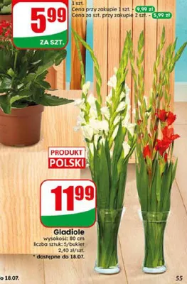 Gladiole cięte bukiet promocja w Dino