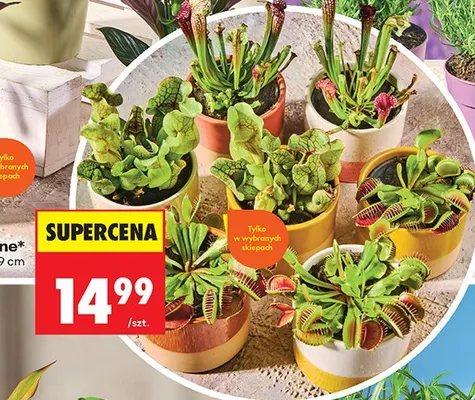 Roślina doniczkowa promocja w Biedronka