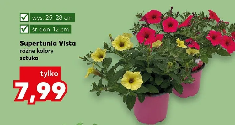 Supertunia vista różne kolory promocja w Kaufland