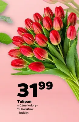 Tulipan promocja w Netto