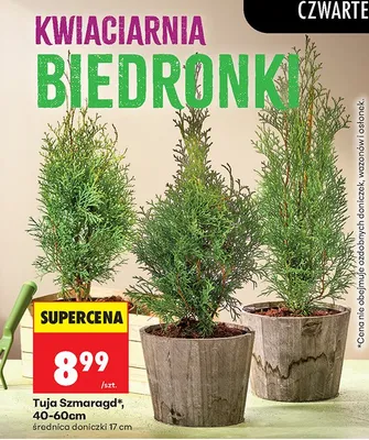 Tuja Szmaragd 40-60 cm promocja w Biedronka