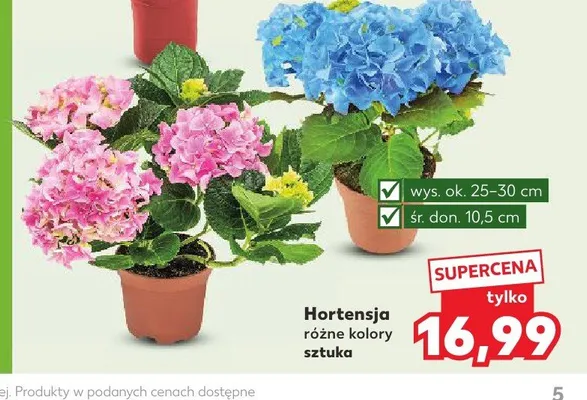 Hortensja promocja w Kaufland