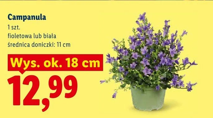 Campanula biała promocja w Lidl