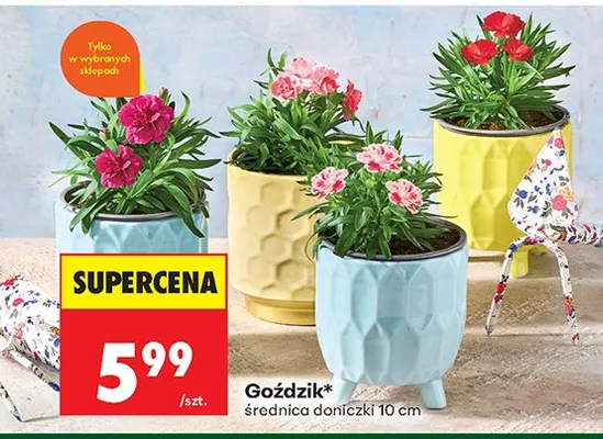 Goździk średnica doniczki 10cm promocja w Biedronka