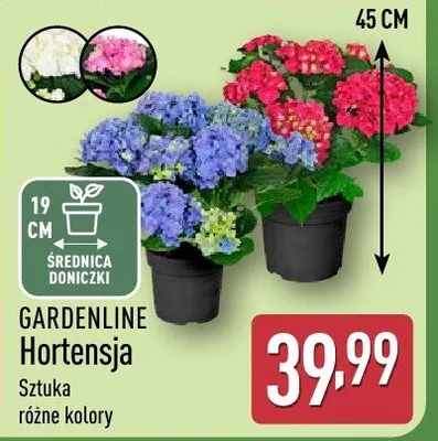 Hortensja promocja w Aldi