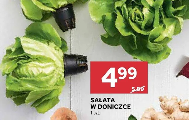 Sałata w doniczce promocja w Stokrotka