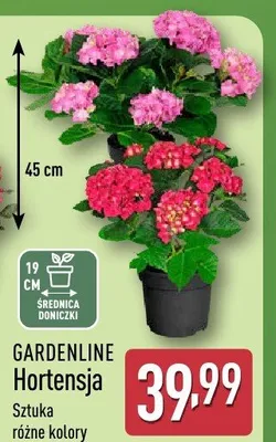Hortensja promocja w Aldi