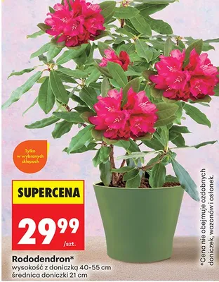 Rododendron 40-55 cm promocja w Biedronka