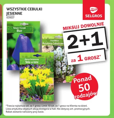 Cebulki Tulipan Triumph Blue promocja w Selgros