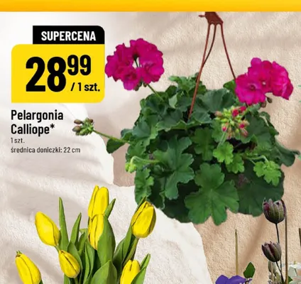 Pelargonia Calliope średnica doniczki 22cm promocja w POLOmarket
