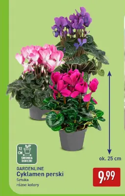 Cyklamen perski Gardenline promocja w Aldi