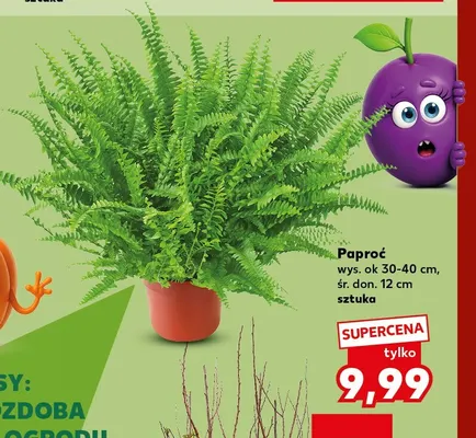 Paproć wys. ok 30-40 cm śr. don. 12 promocja w Kaufland