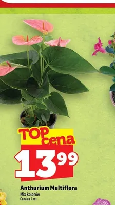 Anthurium Multiflora promocja w TOPAZ