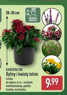 Byliny i kwiaty letnie Gardenline promocja w Aldi