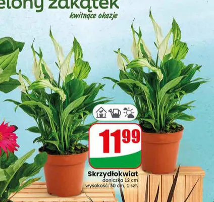 Skrzydłokwiat doniczka 12 cm promocja w Dino