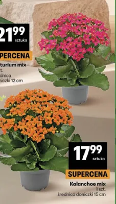 Kalanchoe mix promocja w Delikatesy Centrum