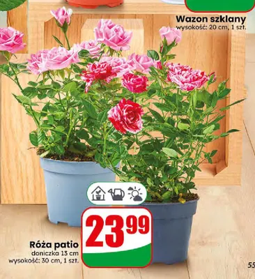 Róża patio promocja w Dino