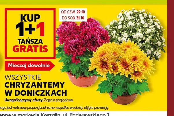 Chryzantemy w doniczkach promocja w Kaufland
