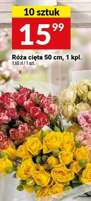 Róża cięta 50 cm promocja w Twój Market
