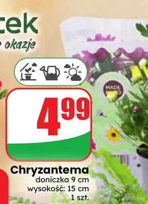 Chryzantema promocja w Dino