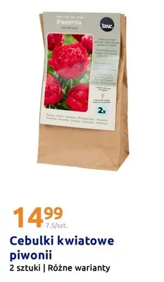 Cebulki kwiatowe piwonii różne warianty promocja w Action