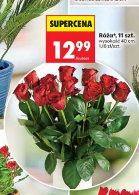 Róża 11-pak wysokość 40 cm promocja w Biedronka