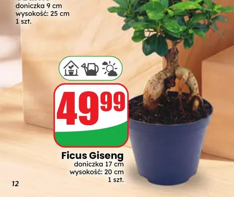 Ficus Giseng promocja w Dino