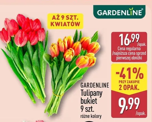 Tulipany bukiet 9 szt. różne kolory promocja w Aldi