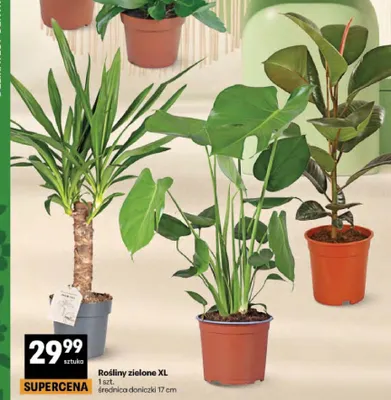 Rośliny zielone XL średnica doniczki 17cm promocja w Delikatesy Centrum