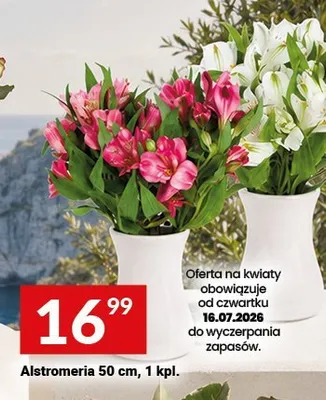 Alstromeria promocja w Twój Market